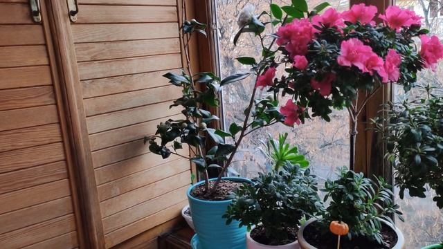 КОМНАТНЫЕ ЦВЕТЫ, РАСТЕНИЯ. КТО ЦВЕТЁТ на ПОДОКОННИКЕ в НОЯБРЕ. ВЕСНА ПРОДОЛЖАЕТСЯ)) смотреть онлайн