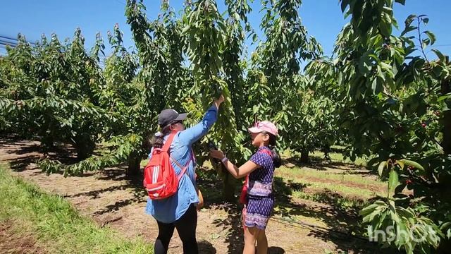 Cherry Hill Orchards | Cherry Picking смотреть онлайн