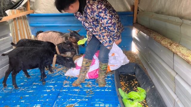 都说这狗是猎犬，43块钱买只鸡给它试试，看这狗的表现很一般嘛 смотреть онлайн