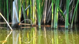 Ловля Карпа на Боковой Кивок. Поклёвки