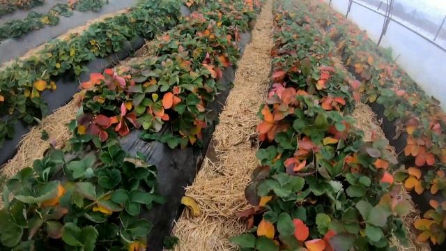 Клубника в теплице зимой! Немного о сортах Клери, Квики, Амми и Алегро. Посадка малины в теплице. смотреть онлайн