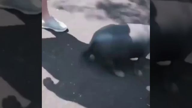 я на них собаку натравлю??? смотреть онлайн