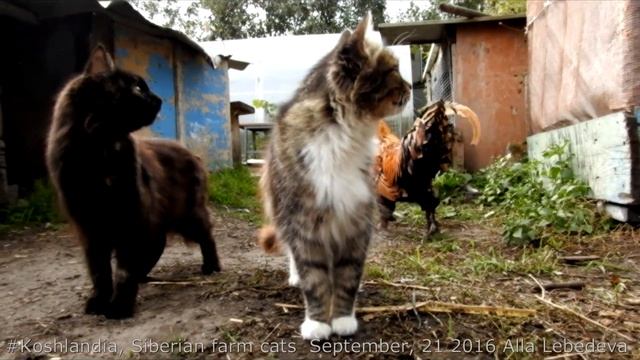 Pavlovskiy Rooster and Koshlandia Siberian farm cats Кот и Петух смотреть онлайн