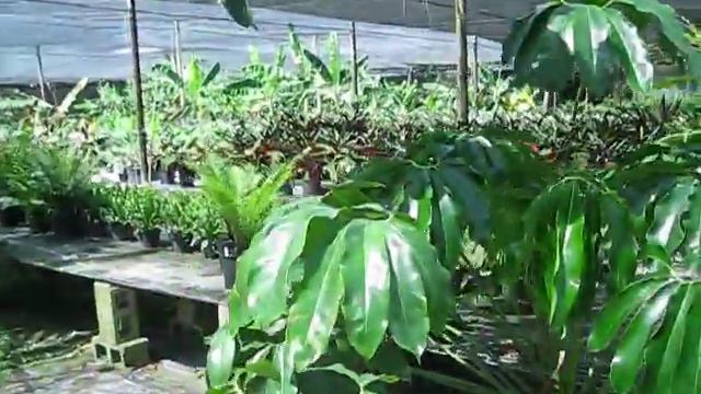 Philodendron Goeldii