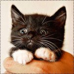 С 23 ФЕВРАЛЯ смотреть онлайн