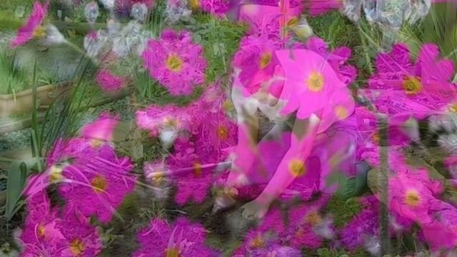 How to plant and Primulas or Primroses. When where and how to grow Primulas aka Primroses. смотреть онлайн