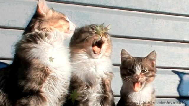 Siberian cats, Pooh ,Lapa Lapych, Rych Сибирские кошки, ЛАПЫЧИ Лапыч, Лапочка, Рыч, Пух и Людвиг смотреть онлайн