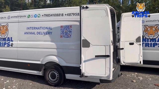 Перевозка и доставка животных автомобилями компании Animal Trips