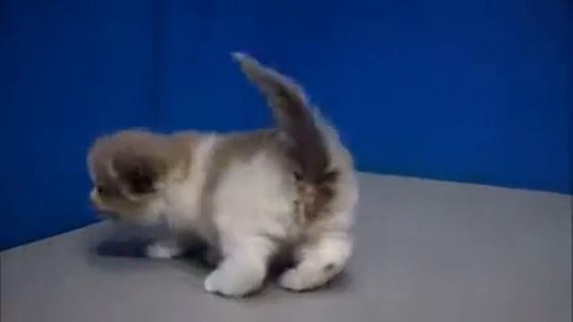 Adel Chocolate Bicolor Mink Ragdoll Kitten from www.RagdollKittens.net смотреть онлайн