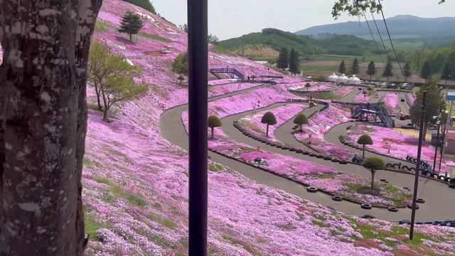 Shibasakura Sakura Higashimokoto, Hokkaido #japan #springflowers #flowers #adventure смотреть онлайн