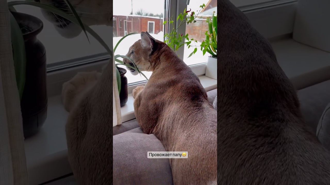 Большой кот хуже ревнивой жены смотреть онлайн