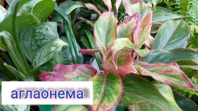 ВЛОГ Цветовода. Обзор комнатных цветов!??#обзор #комнатныецветы #магазинцветов #днр смотреть онлайн