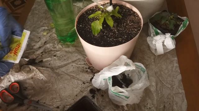 Клематисы посадка в кашпо. Выращиваем дома. смотреть онлайн