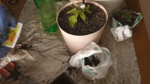 Клематисы посадка в кашпо. Выращиваем дома.