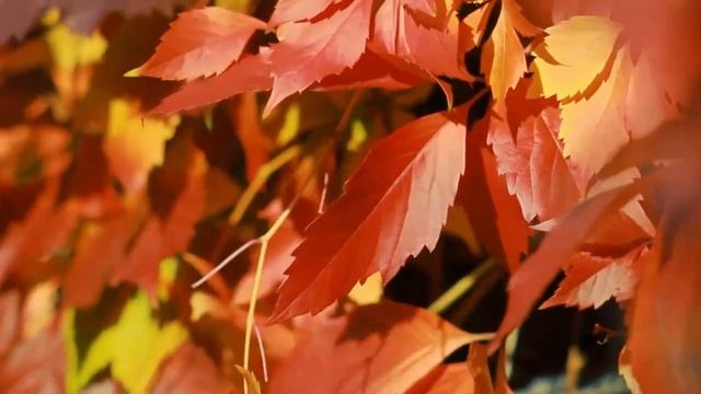 Картина осени (стихотворение В. Гаазова)