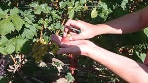 @Виноград Басанти – новый виноград, красный виноград  #shorts