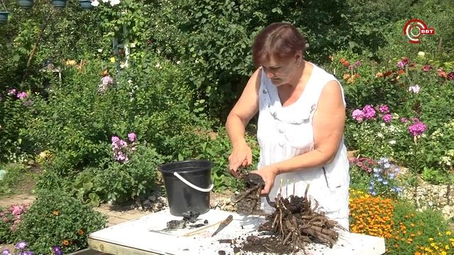 пересадка пионов смотреть онлайн