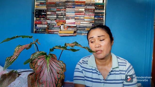 CALADIUM CANDIDUM CV HOK LONG смотреть онлайн