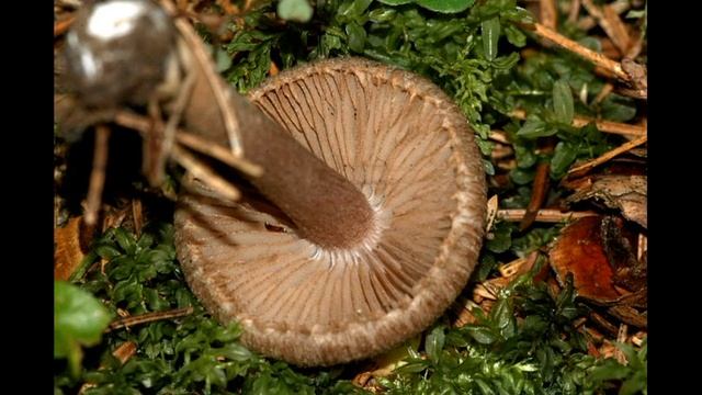 Inocybe cincinnata смотреть онлайн