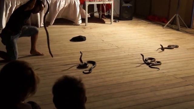 Кобра шоу в Египте смотреть онлайн