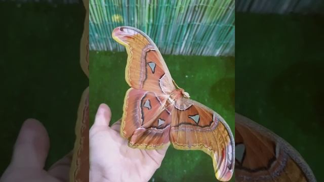 Одна из самых больших бабочек в мире ! One of the largest in the world butterflies смотреть онлайн
