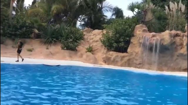 Dolphins are real showmen - Tenerife - Canary Islands - Africa смотреть онлайн