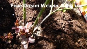 Розы снизу опять чернеют .Что делать? Нижний Новгород.