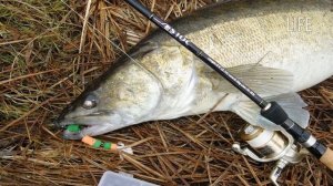 Судак в октябре. Как ловить правильно?