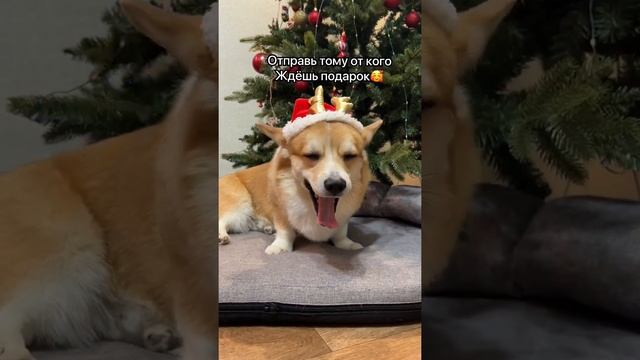 26 декабря 2021 г. смотреть онлайн