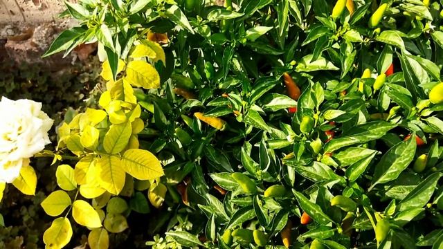 Перец чили в открытом грунте