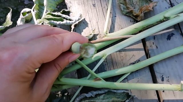 Малиновая галлица уничтожила будущий урожай. смотреть онлайн