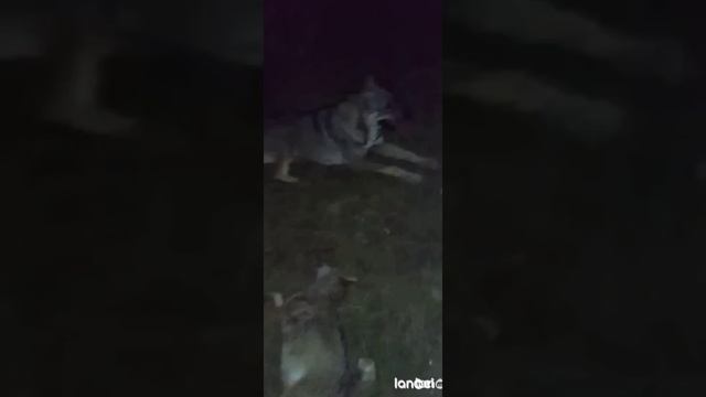 КАВКАЗСКАЯ ОВЧАРКА.   КАВКАЗ ЗВЕРЬ