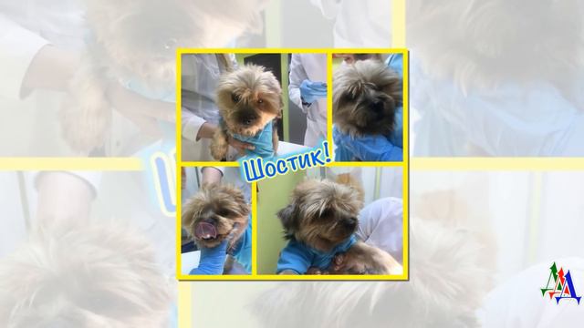 Больного йоркшика в приют сдали собственные хозяева - песик страдал от кожного заболевания смотреть онлайн