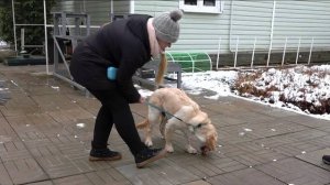 Вопрос ответ. Пищевая агрессия золотистого ретривера.  Укусы, лай  Выпуск 13