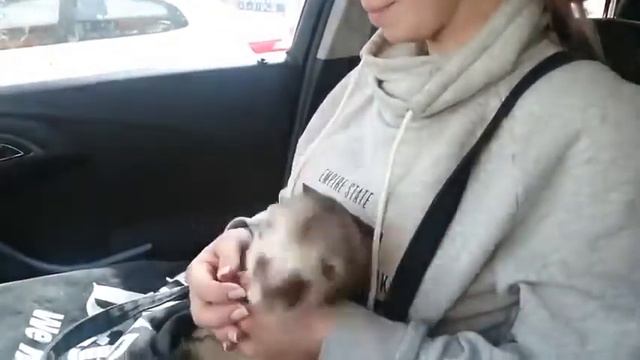 Танцующий хорек смотреть онлайн