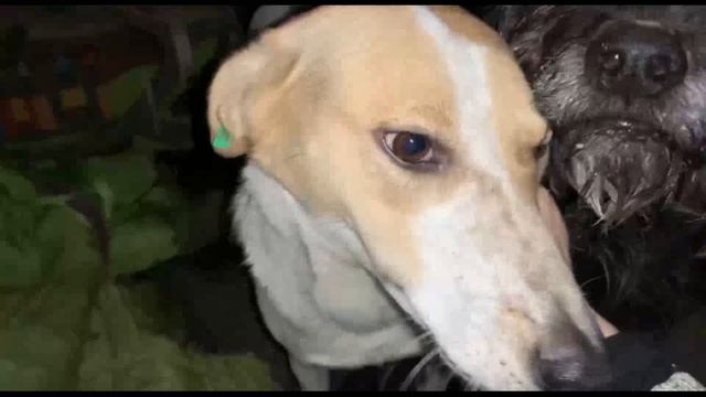 Отравили всех щенков. Ей повезло смотреть онлайн