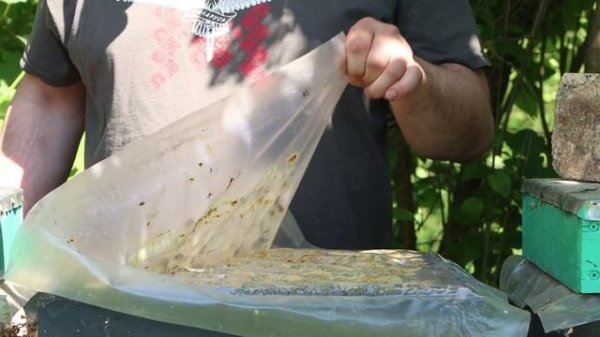 Пчелы Golden Buckfast уже во Франции. Golden Bee