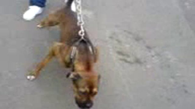 kaino rippin смотреть онлайн