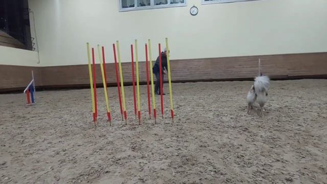Слалом методом коридора, ненецкая лайка Вьюга, 1 год, 12.01.2024. смотреть онлайн