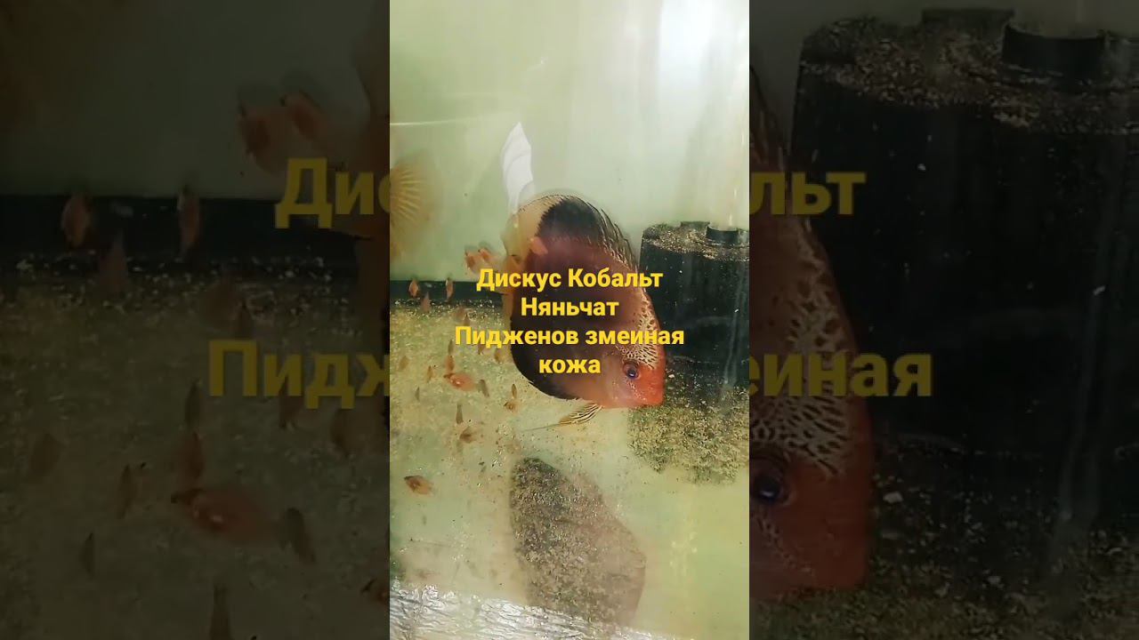 Дискусы Кобальт с мальком Пиджен смотреть онлайн