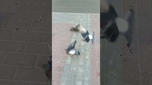 огромный голубь. смотреть онлайн