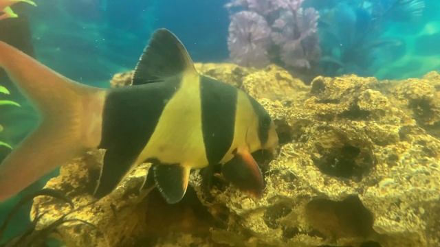 Боция клоун - Tiger Loach. Описание. Особенности содержания и разведения. смотреть онлайн