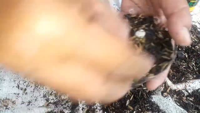 Cara Memperbanyak Aglonema Lady Valentine | Tutorial Perbanyakan Tanaman Taman / Tanaman Hias смотреть онлайн