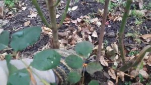 Обрезка роз осенью, как я обрезаю розы.