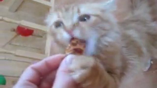 Кошка пожирает печенье!!! смотреть онлайн