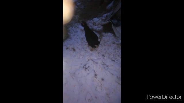 ШОК! коза живёт в норе! смотреть онлайн