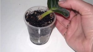 фиалки! фиалки уход