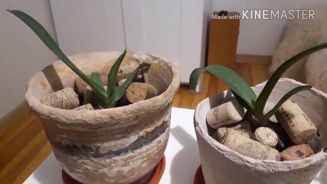 Орхидеи: ампельный дендробиум (aphyllum), ринхостилис гигантея, ванда. Уход за орхидеями смотреть онлайн