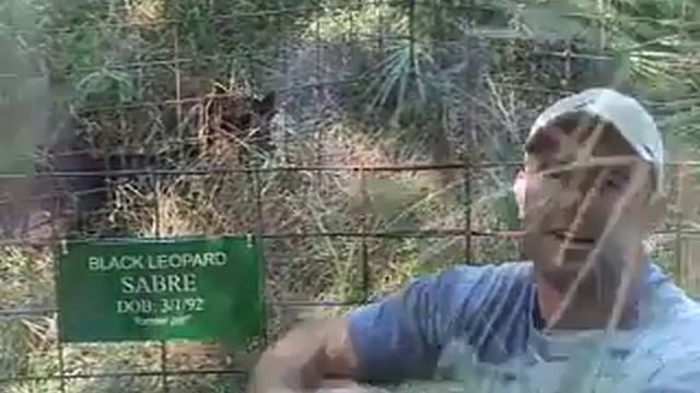 Tigers Leopards! "Update" - Big Cat TV смотреть онлайн