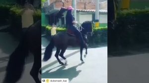 Цыганские лошади